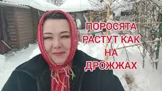 СВИНЬИ РАСТУТ КАК НА ДРОЖЖАХ. ОТКОРМ СВИНЕЙ.