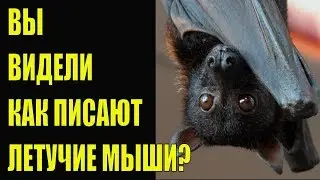 Вы видели как писают летучие мыши? Лучший сборник приколов 2020 Fun Balagan