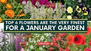 These 6 Flowers Are The Very Finest For A January Garden 🌺🌸 // Gardening Tips