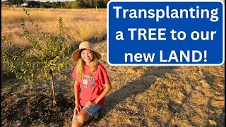 Transplanting a PLUM TREE to our NEW LAND