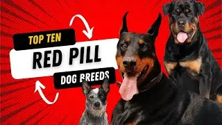 TOP TEN DOGS FOR RED PILL COMMUNITY