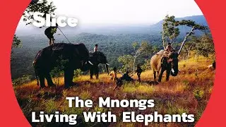 The Elephant Herders of Vietnamese Plateau | SLICE