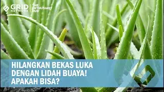 Lidah Buaya Bisa Menghilangkan Bekas Luka, Gini Cara Pakai Bahan Alami