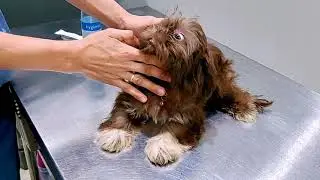 Bella's 2nd Vaccination #shihtzu #furbaby