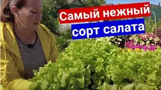 Не получается вырастить салат без горечи и цветушности? Посадите этот сорт, другие будут не нужны.