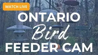 Ontario Bird Feeder Cam- The Most Colourful Birds in 4K