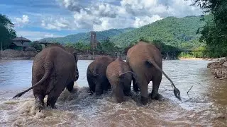 Returning Home to Elephant Nature Park - ElephantNews