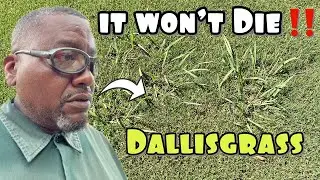 How to get rid of Dallisgrass for CHEAP!!