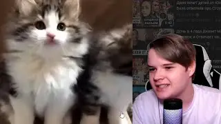 реакция каши на милое видео с котиками