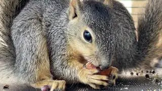 80 squirrels at the Wetlands and Wildlife Care Center.