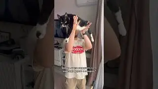 СОДЕРЖАНИЕ БОЛЬНОГО КОТА 