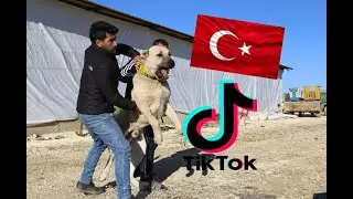 TÜRK ÇOBAN KÖPEĞİ TİK TOK VİDEOLARI SEÇME 2021 EN SALDIRGAN KÖPEK HANGİSİ ?