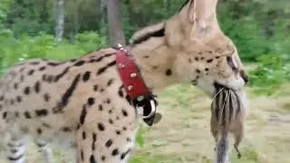 Serval vs a chipmunk