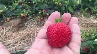 Ремонтантный сорт Портола. Польша.