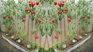 Rooftop tomato garden and special method to get more fruit