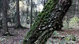 A walk through the autumn forest in Estonia - Прогулка по осеннему лесу в Эстонии