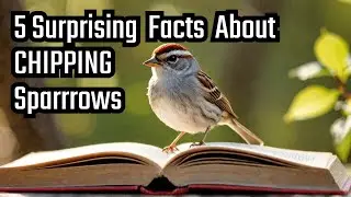 5 Surprising Facts About Chipping Sparrows Nobody Tells You 😲