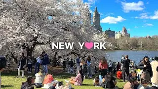 [4K]🇺🇸NYC Spring Walk🌸💮: Cherry Blossom Peak Bloom in Central Park / Apr. 7 2024