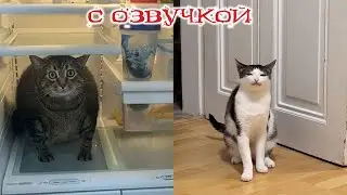 ПРИКОЛЫ С КОТАМИ! Самая смешная ОЗВУЧКА животных! ДО СЛЁЗ!