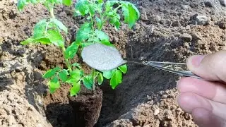 Киньте это в лунку при посадке Томатов и Перцев и они сразу пойдут в рост и дадут большой урожай!