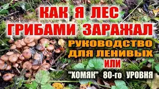 ГРИБЫ ОПЯТА ОСЕННИЕ. Грибница опят - перенос грибницы... или как вырастить свои грибы опята Бушкрафт