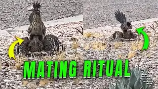 Roadrunner Mating Ritual