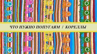 Содержание попугаев корелл: клетка, кормление, ветки, лампа, приручение, гнездо.