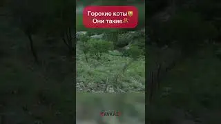 месиво котов в горах😂