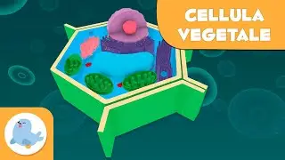 La cellula vegetale e le sue parti - Scienze Naturali - Video didattico per bambini