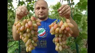 Виноград  Диксон