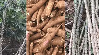 Harvesting Cassava (Manioc) - Agriculture