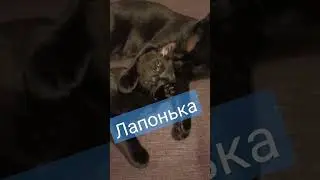 Ушки, хвост! Лапонька! Мой дружок - Заенька