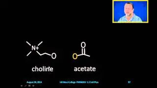 Acetylcholinesterase