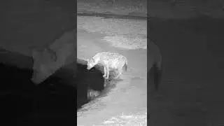 Fat and Thirsty Hyena