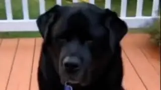 Funny Animals Video | TikTok Trends  #shorts #tiktokanimals#funnyanimals #anim #fyp #tiktoktrends