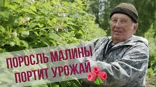 Удаляем поросль малины для увеличения урожая. Рекомендации опытного малинника Анатолия Сидоровича