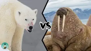 POLAR BEAR VS WALRUS - Who is the king of the Arctic?