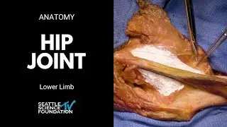 Lower limb: hip joint