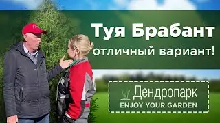 Туя Брабант - отличный вариант для живой изгороди.