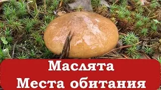 Маслята. Начинающему грибнику