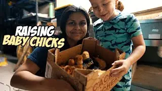 Raising Baby Chicks for the First Time