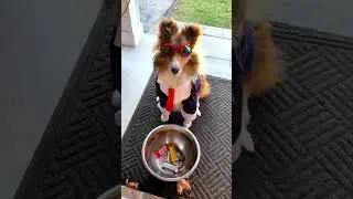 I swear you've been here already! 🎃🐶👻 a classic Talky on Cricket 