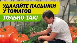 УДАЛЯЙТЕ ПАСЫНКИ У ТОМАТОВ ТОЛЬКО ТАК! | САДОВЫЙ РАЙ