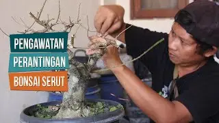 Pengawatan Untuk Perantingan Serut Bersama Mas Ciplux Bonsai