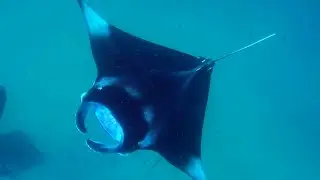 Why Are Manta Rays So Important? | Our Changing Planet  | BBC Earth