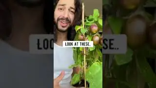 How to Grow Eggplants from a Seed | creative explained