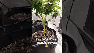 Day 39 of Flower 
