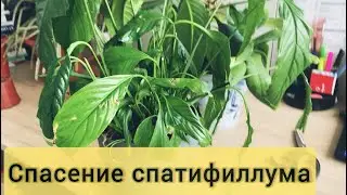 От смерти к жизни: Экстренная операция спасения спатифиллума!