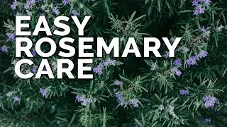 Growing Rosemary is SO Easy, Youll Have to Try To Kill It