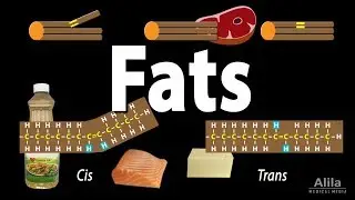 Unsaturated vs Saturated vs Trans Fats, Animation